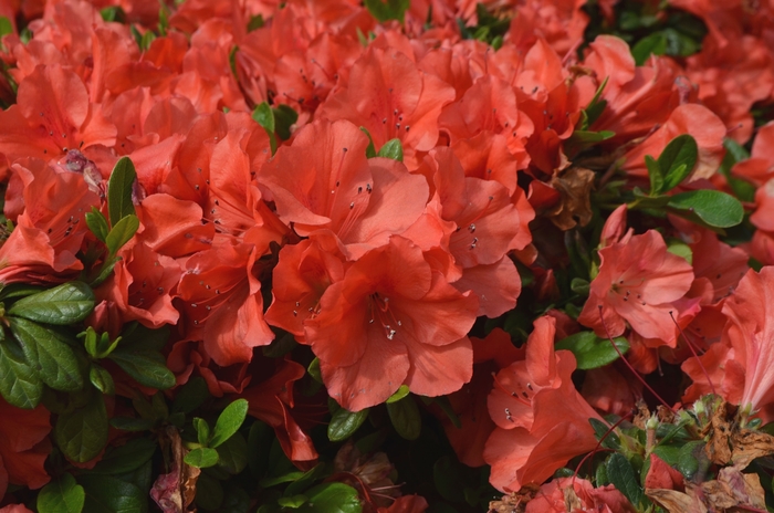 Encore&reg; Autumn Sunset&trade; - Rhododendron hybrid from RFGN readingfeedandgardennew Upgrade