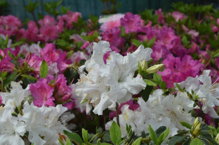 Encore&reg; Autumn Lily&reg; - Rhododendron hybrid from RFGN readingfeedandgardennew Upgrade