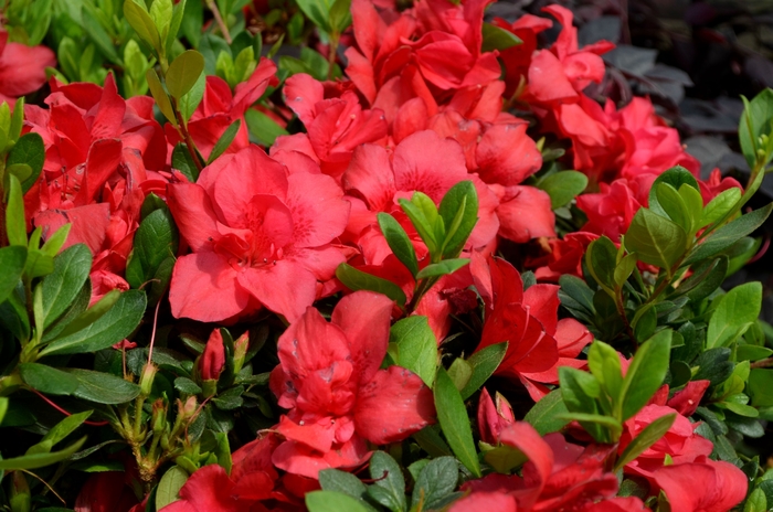 Encore&reg; Autumn Bonfire&reg; - Rhododendron hybrid from RFGN readingfeedandgardennew Upgrade