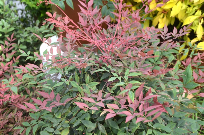 Obsession Nandina - Nandina domestica '‘Seika’' from RFGN readingfeedandgardennew Upgrade