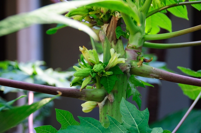 Red Lady Dwarf Papaya - Carica papaya 'Red Lady' (Dwarf Papaya) from RFGN readingfeedandgardennew Upgrade
