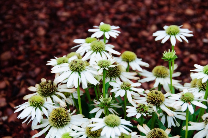 'Snow Cone' - Echinacea (Coneflower) from RFGN readingfeedandgardennew Upgrade