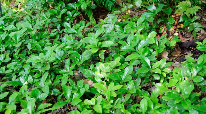 Ardesia Japonica - Marlberry from RFGN readingfeedandgardennew Upgrade