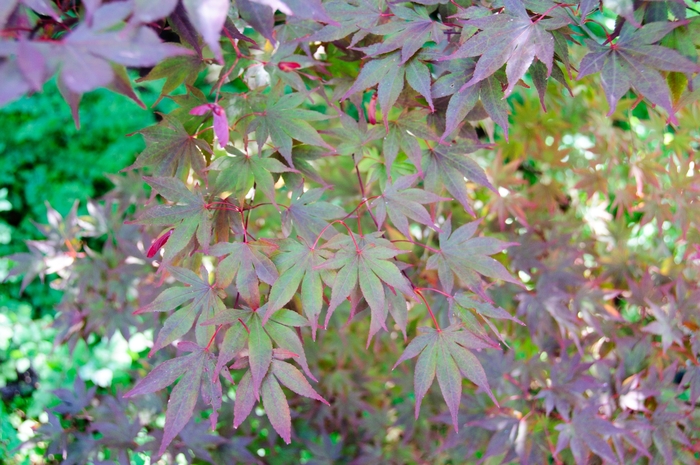 Fireglow Japanese Maple - Acer palmatum from RFGN readingfeedandgardennew Upgrade