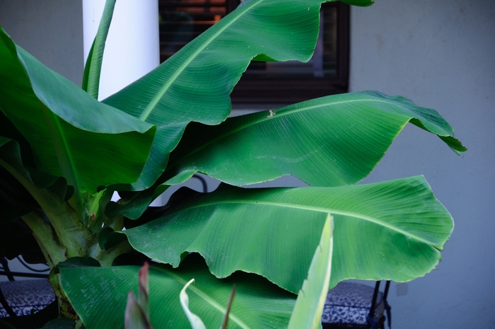 Poquito Banana - Musa 'Poquito' from RFGN readingfeedandgardennew Upgrade