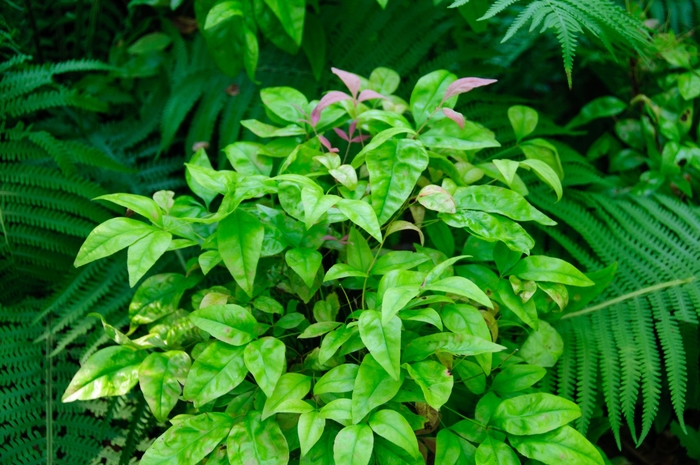 Blush Pink Nandina - Nandina domestica 'Blush Pink' from RFGN readingfeedandgardennew Upgrade