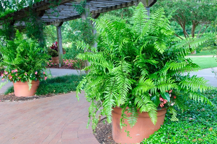 Macho Fern - Nephrolepis biserrata from RFGN readingfeedandgardennew Upgrade