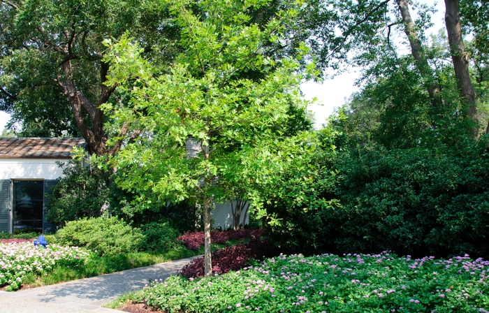 Overcup Oak - Quercus lyrata (Overcup Oak) from RFGN readingfeedandgardennew Upgrade