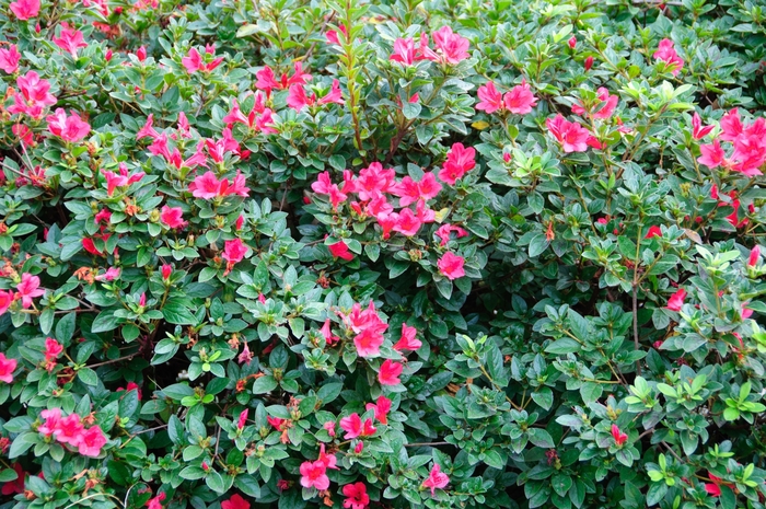 Encore&reg; Autumn Ruby&reg; - Rhododendron hybrid from RFGN readingfeedandgardennew Upgrade