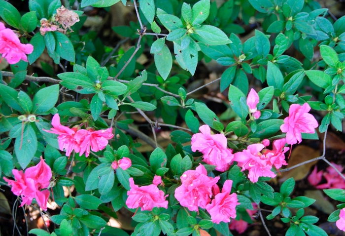 Encore&reg; Autumn Rouge&reg; - Rhododendron hybrid from RFGN readingfeedandgardennew Upgrade
