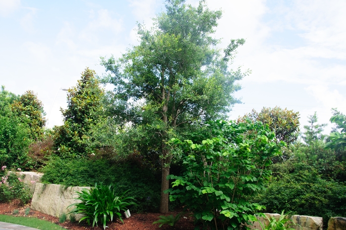 Live Oak - Quercus virginiana from RFGN readingfeedandgardennew Upgrade