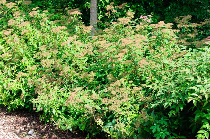 Shirobana Spirea - Spiraea japonica 'Shirobana' from RFGN readingfeedandgardennew Upgrade