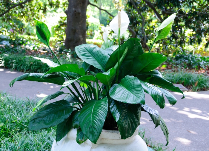 Peace Lily - Spathiphyllum wallisii from RFGN readingfeedandgardennew Upgrade