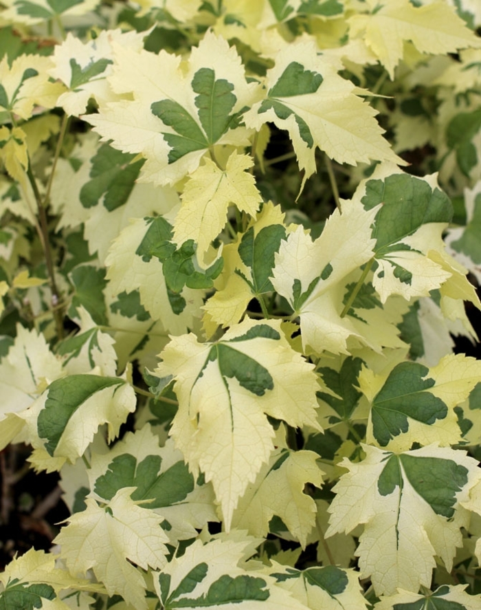 'Bella Deep Coral' - Abutilon (Flowering Maple) from RFGN readingfeedandgardennew Upgrade