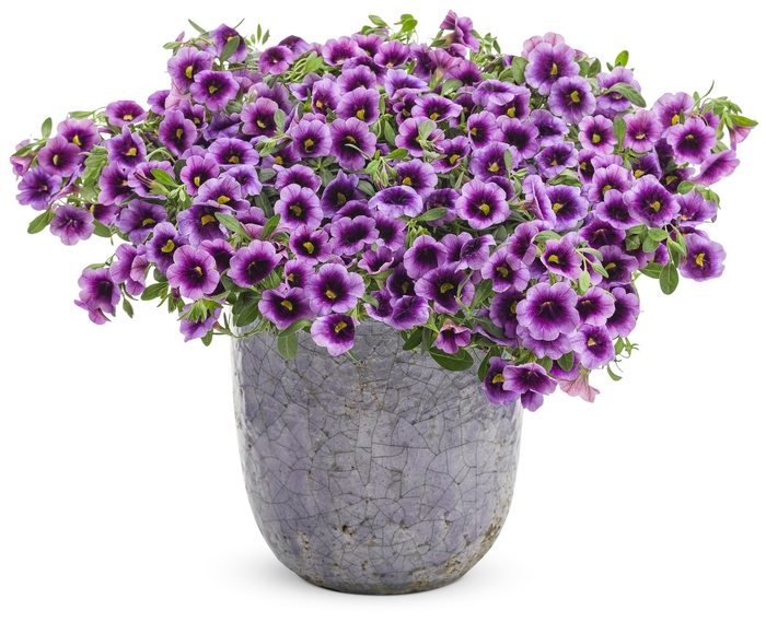 Superbells® Blue Moon Punch™ - Calibrachoa hybrid from RFGN readingfeedandgardennew Upgrade