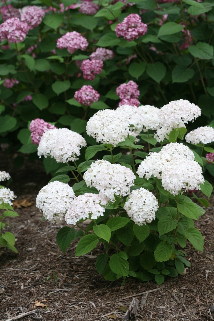 Invincibelle Wee White® - Hydrangea arborescens from RFGN readingfeedandgardennew Upgrade