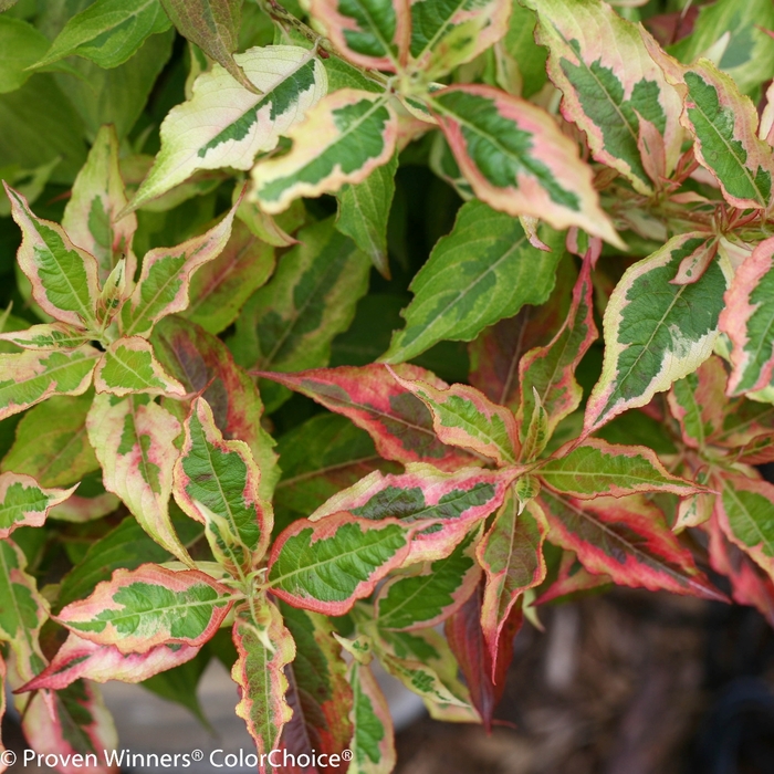 My Monet® 'Sunset' - Weigela florida from RFGN readingfeedandgardennew Upgrade