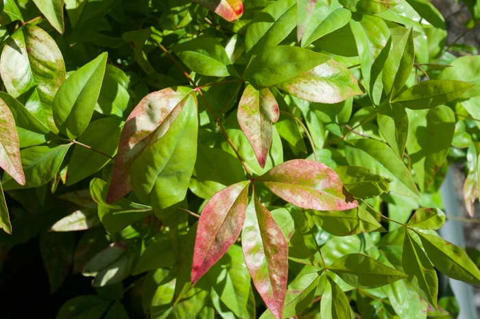 Dwarf Nandina - Nandina domestica 'Firepower' from RFGN readingfeedandgardennew Upgrade