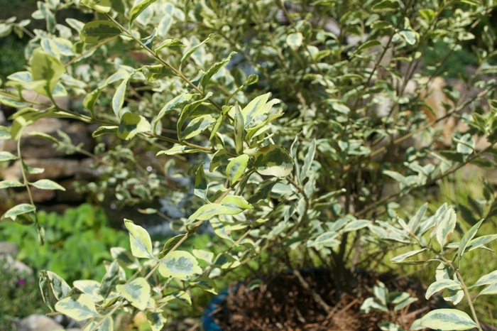 Variegated Privet - Ligustrum sinense 'Swift Creek' from RFGN readingfeedandgardennew Upgrade