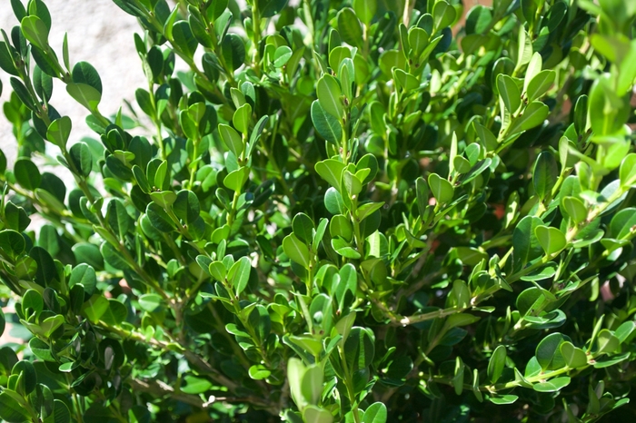 Winter Gem Boxwood - Buxus microphylla japonica ''Winter Gem'' (Boxwood) from RFGN readingfeedandgardennew Upgrade