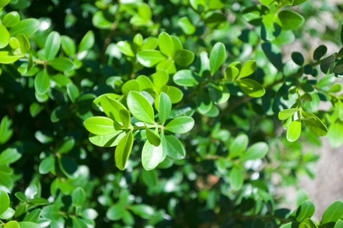 Boxwood - Buxus microphylla var japonica 'Baby Gem' from RFGN readingfeedandgardennew Upgrade