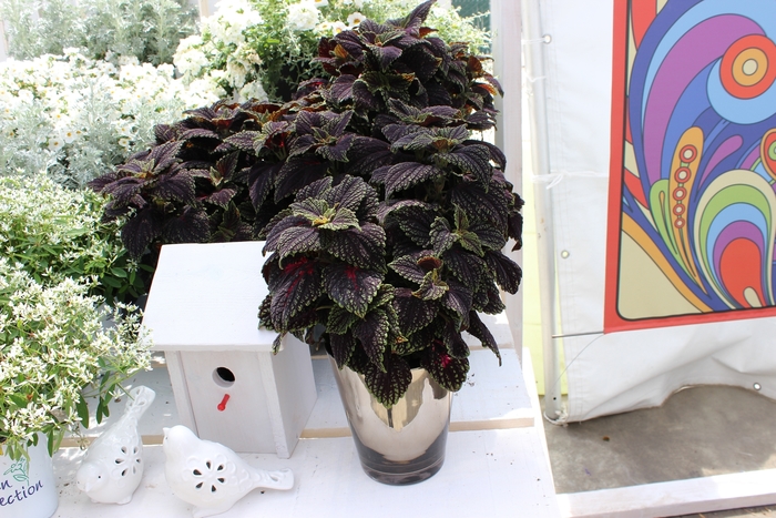 Abbey Road Coleus - Coleus 'Abbey Road' from RFGN readingfeedandgardennew Upgrade