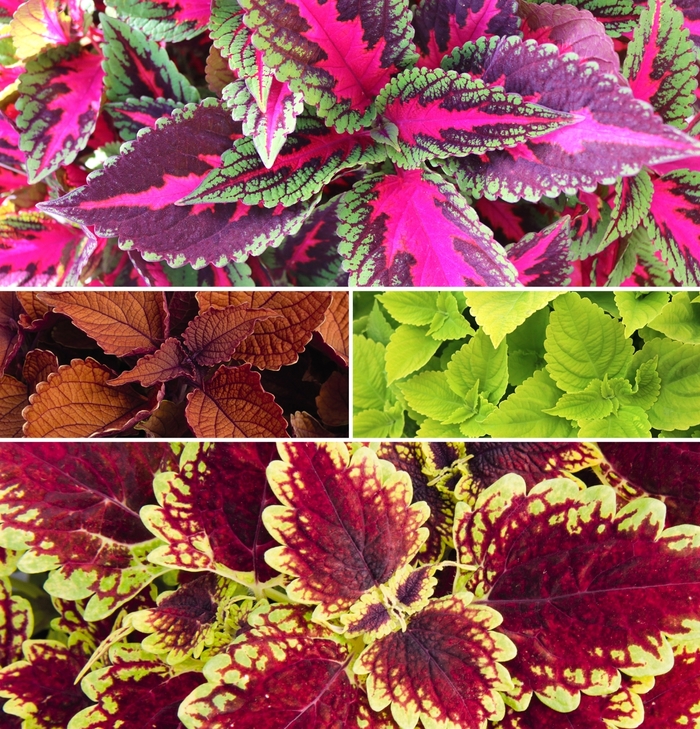 Main Street Coleus - Multiple Varieties from RFGN readingfeedandgardennew Upgrade