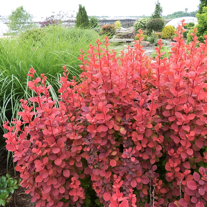 Barberry - Berberis thunbergii 'Orange Rocket' from RFGN readingfeedandgardennew Upgrade