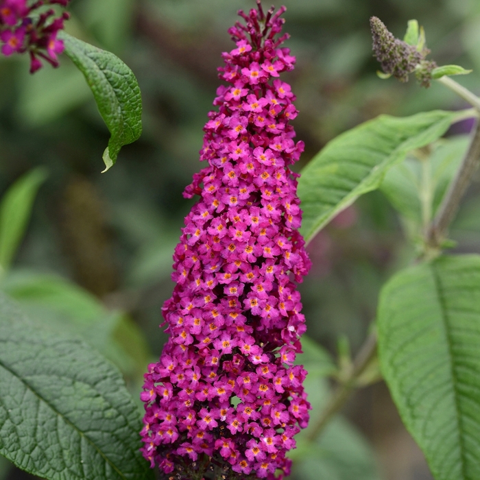'CranRazz' Butterfly Bush - Buddleia 'CranRazz' from RFGN readingfeedandgardennew Upgrade