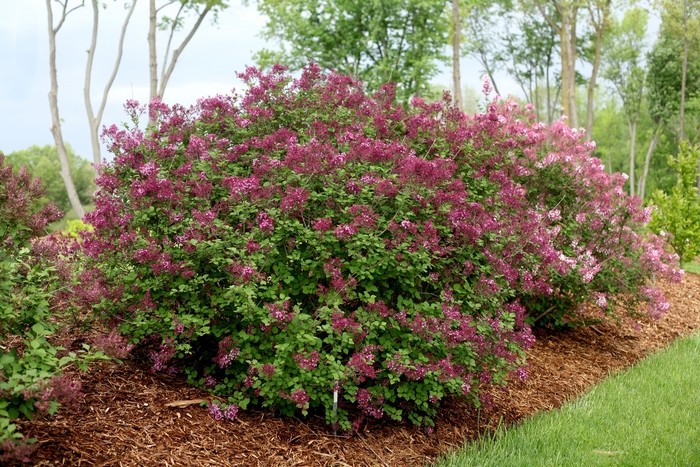 Reblooming Lilac - Syringa x 'Bloomerang Dark Purple' from RFGN readingfeedandgardennew Upgrade
