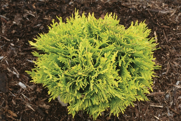 'Anna's Magic Ball&reg;' - Thuja occidentalis (Arborvitae) from RFGN readingfeedandgardennew Upgrade
