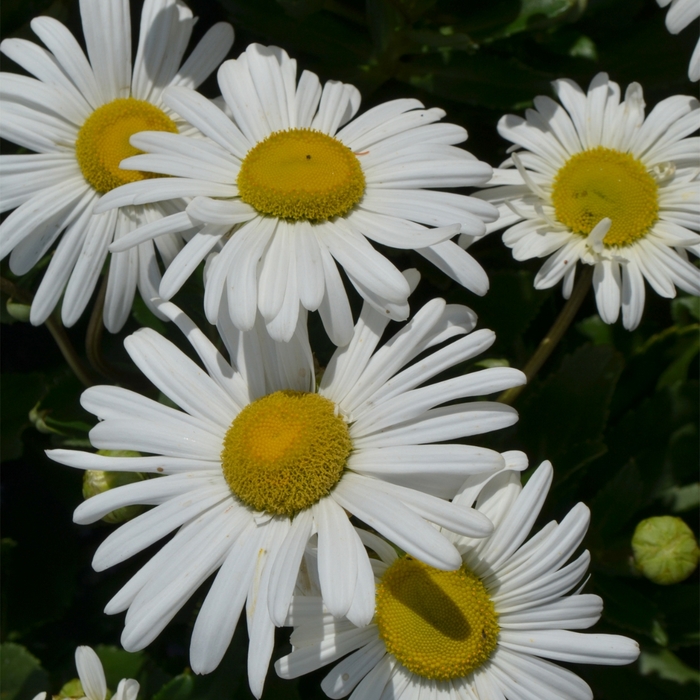 Montauck Daisy - Nipponthemum nipponicum from RFGN readingfeedandgardennew Upgrade