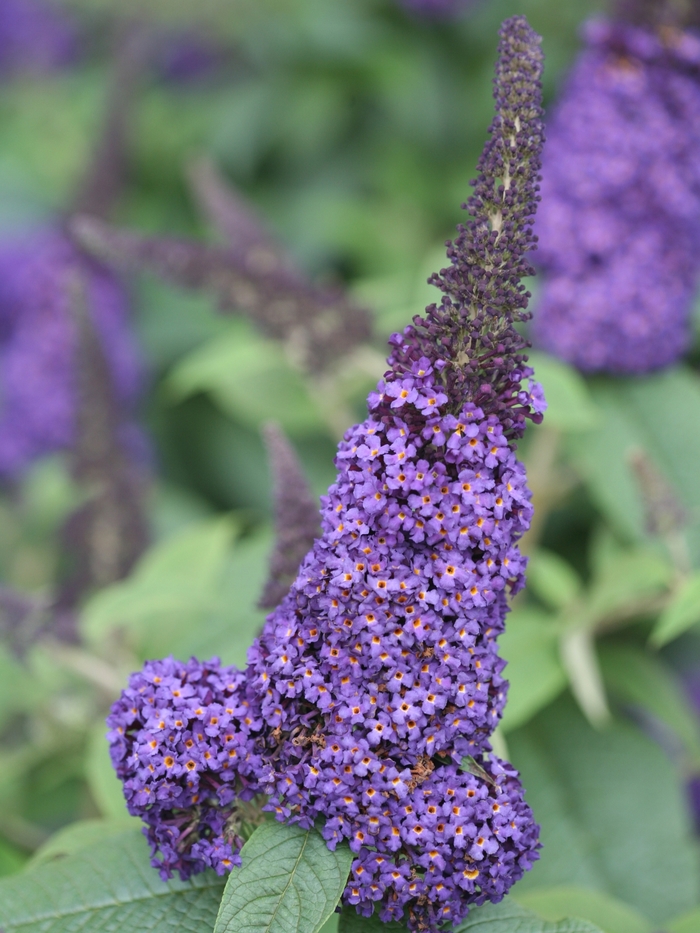 Pugster Blue® - Buddleia x (Butterfly Bush) from RFGN readingfeedandgardennew Upgrade