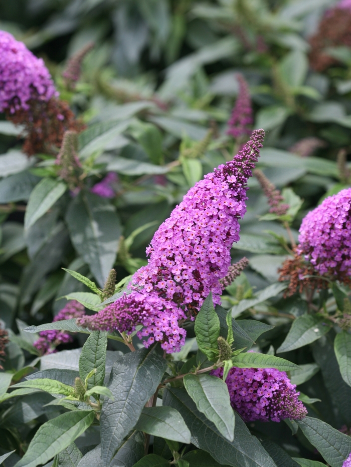 Pugster Periwinkle® Butterfly Bush - Buddleia 'SMNBDO' PP28796 CBR6487 from RFGN readingfeedandgardennew Upgrade