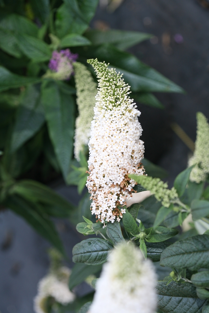 Butterfly Bush - Buddleia 'SMNBDW' PP28795 CBR6347 (Butterfly Bush) from RFGN readingfeedandgardennew Upgrade