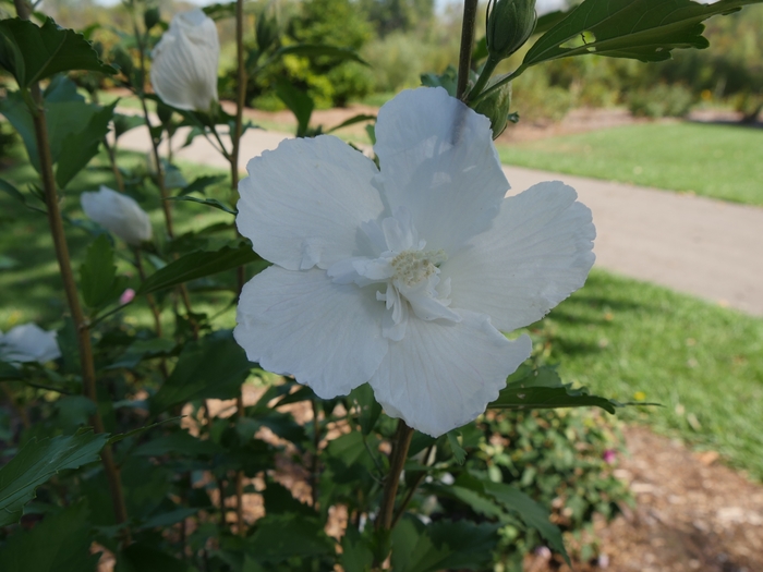 White Pillar® Rose of Sharon - Hibiscus s. 'Gandini van Aart' PP28892 Can PBRAF from RFGN readingfeedandgardennew Upgrade