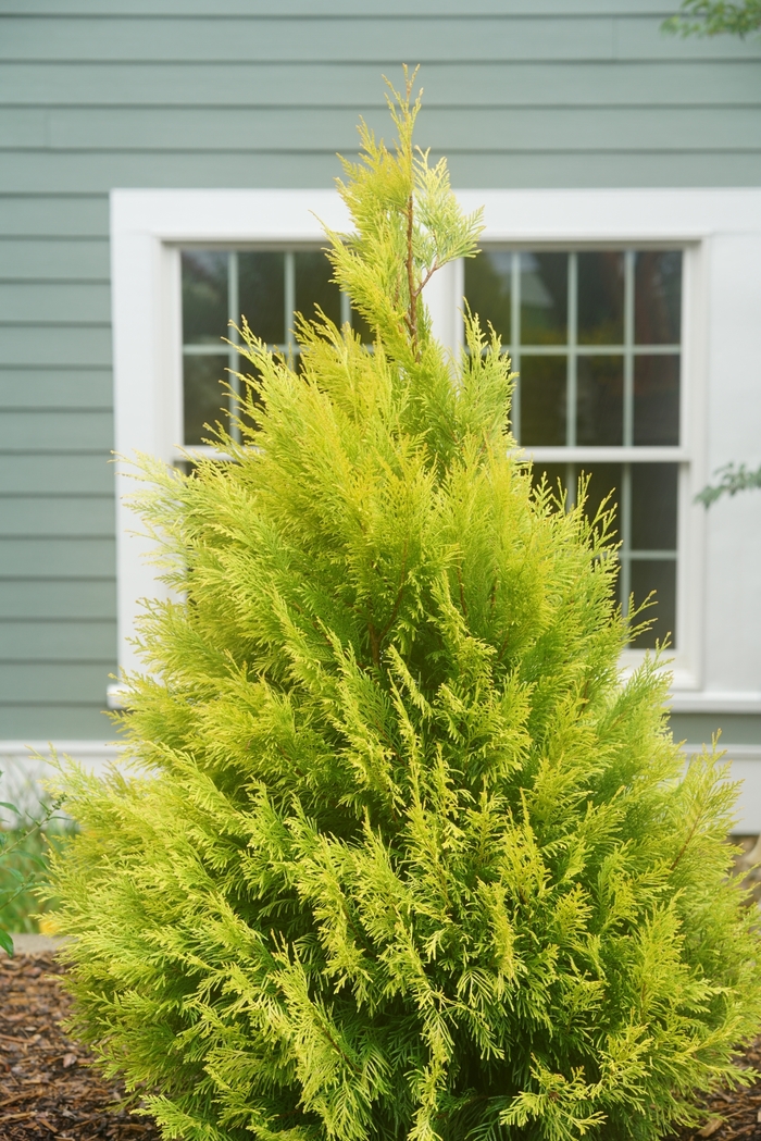 Fluffy® Western Arborvitae - Thuja plicata 'SMNTPGF' PP30762, Can PBRAF (Western Arborvitae) from RFGN readingfeedandgardennew Upgrade