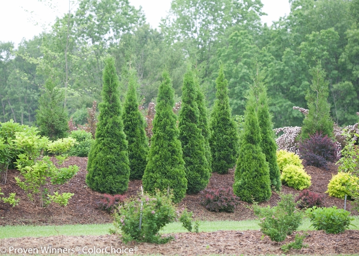 ''North Pole®'' Arborvitae - Thuja occidentalis from RFGN readingfeedandgardennew Upgrade