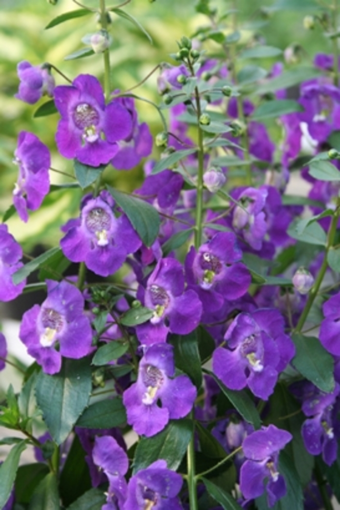 Angelonia 'Angelface™ Blue - Summer Snapdragon from RFGN readingfeedandgardennew Upgrade