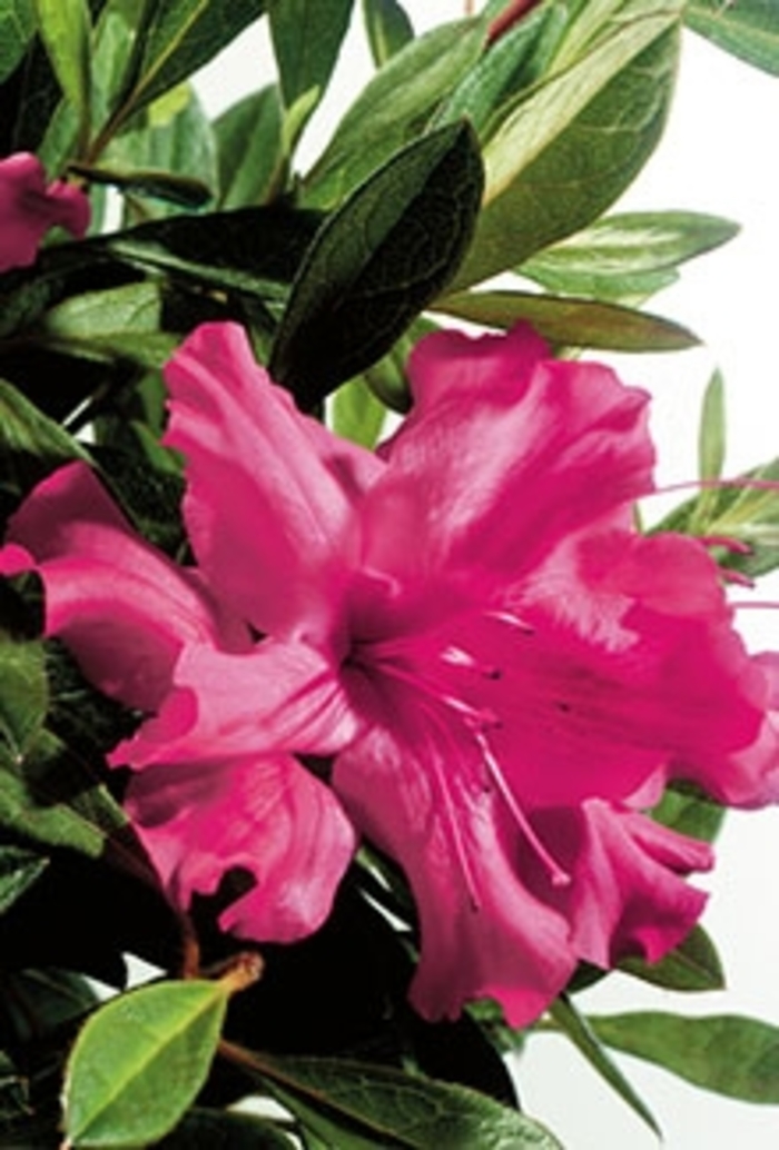 Encore&reg; Autumn Sundance&trade; - Rhododendron hybrid from RFGN readingfeedandgardennew Upgrade