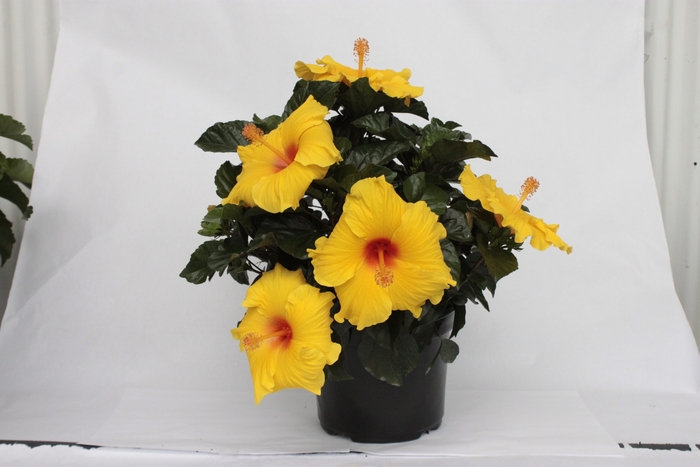 HibisQs® Multi-Tropic Yellow - Hibiscus from RFGN readingfeedandgardennew Upgrade