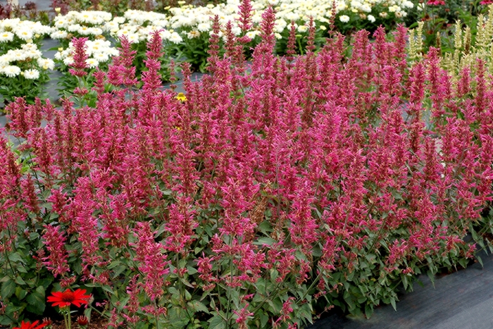 'Morello' - Agastache hybrid from RFGN readingfeedandgardennew Upgrade