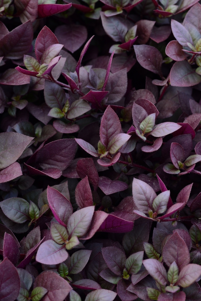 Alternanthera Plum Dandy - Alternanthera 'Plum Dandy' from RFGN readingfeedandgardennew Upgrade