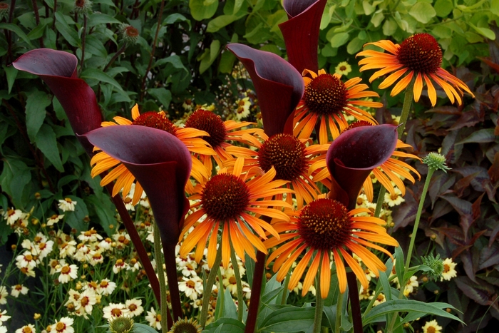 Prairie Pillars™ 'Flame Thrower' - Echinacea (Coneflower) from RFGN readingfeedandgardennew Upgrade