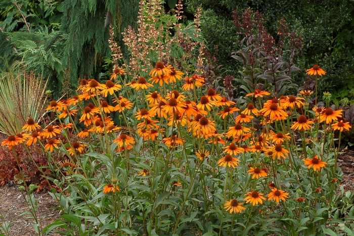 Prairie Pillars™ ''Tiki Torch'' - Echinacea (Coneflower) from RFGN readingfeedandgardennew Upgrade