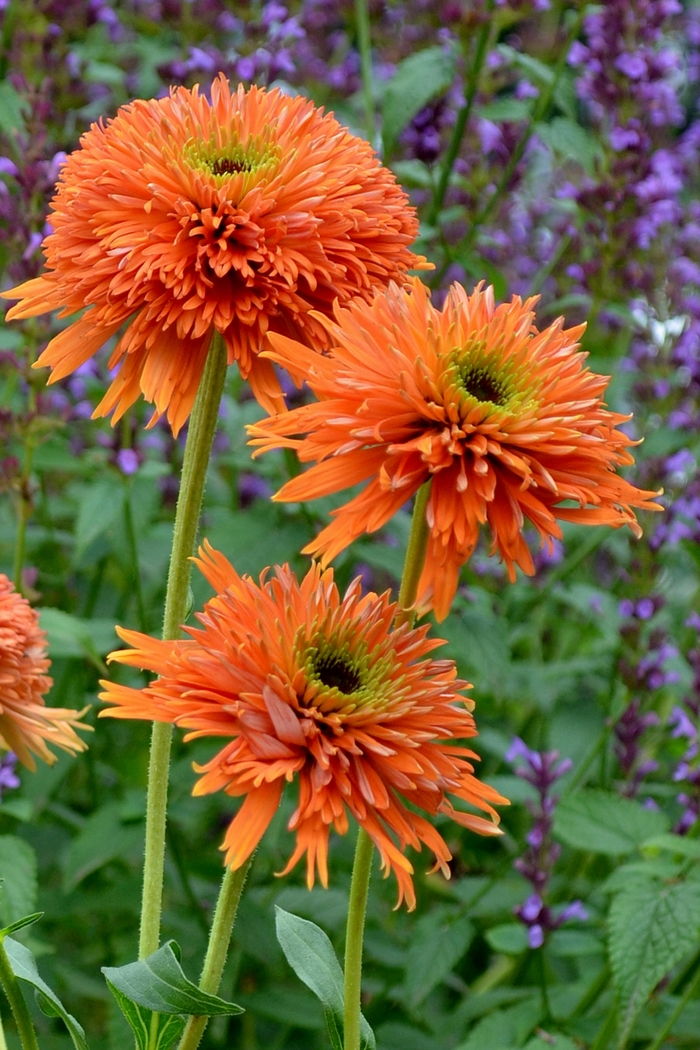 Colorburst™ Orange - Echinacea ''Orange'' PP24524 (Coneflower) from RFGN readingfeedandgardennew Upgrade