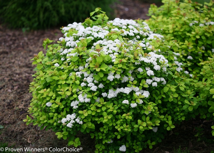 'Glow Girl®' Birchleaf Spirea - Spiraea betulifolia from RFGN readingfeedandgardennew Upgrade