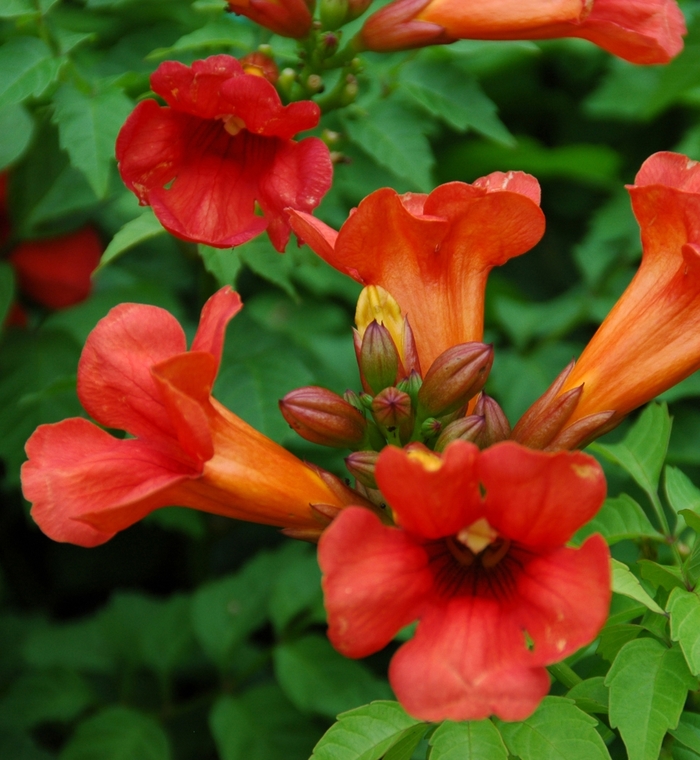 Summer Jazz™ Fire Trumpet Vine - Campsis x tagliabuana 'Takarazuka Fresa' from RFGN readingfeedandgardennew Upgrade