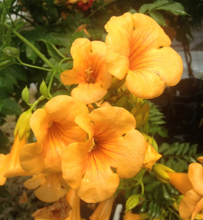 Summer Jazz™ Sunrise Gold Trumpet Vine - Campsis x tagliabuana 'Takarazuka Gold' from RFGN readingfeedandgardennew Upgrade