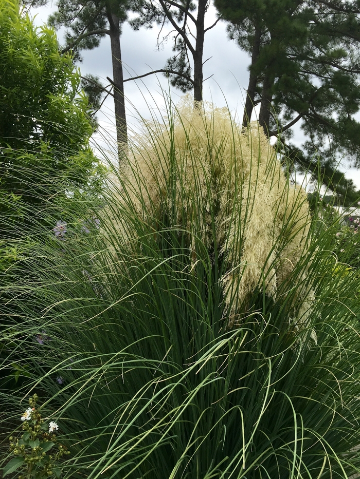 Dwarf Pampas Grass - Cortaderia selloana 'Jet Streams' from RFGN readingfeedandgardennew Upgrade